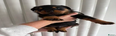 Orange collar boy 