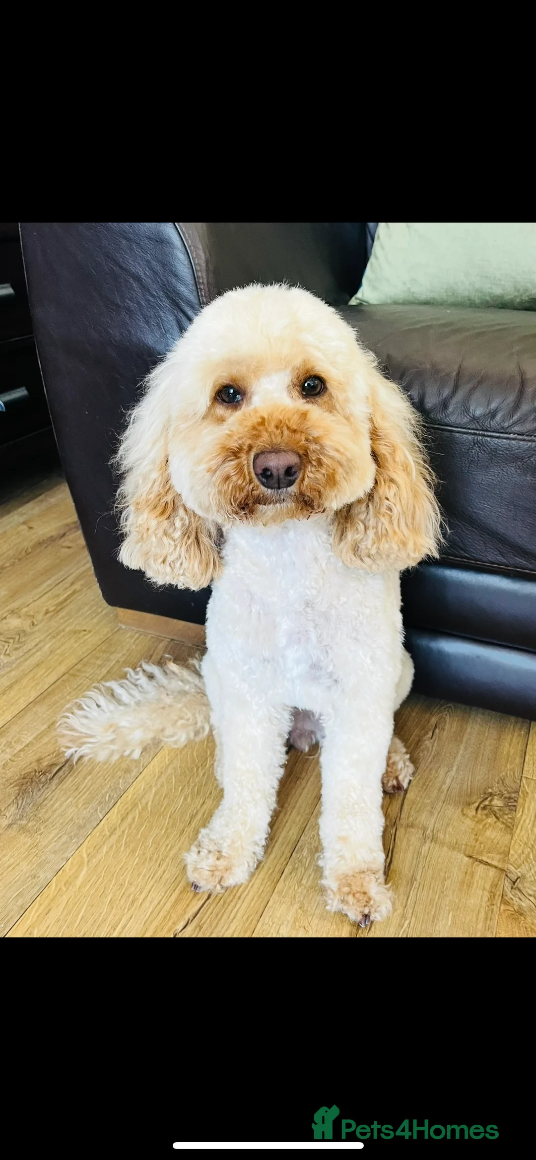 Cockapoo dogs for sale: Cockapoo Puppies - Advert 2