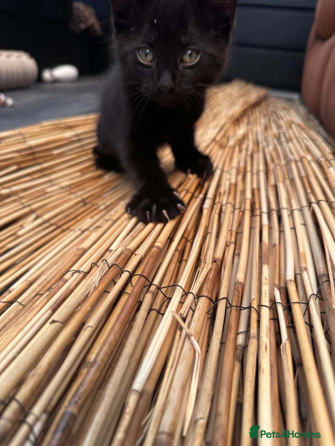 Mixed Breed cats for sale: Kittens for sale  in Abergele - Advert 4