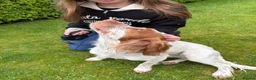Sprocker dogs for sale: Honey – Sprocker Spaniel for Sale in Wigton - Advert 9