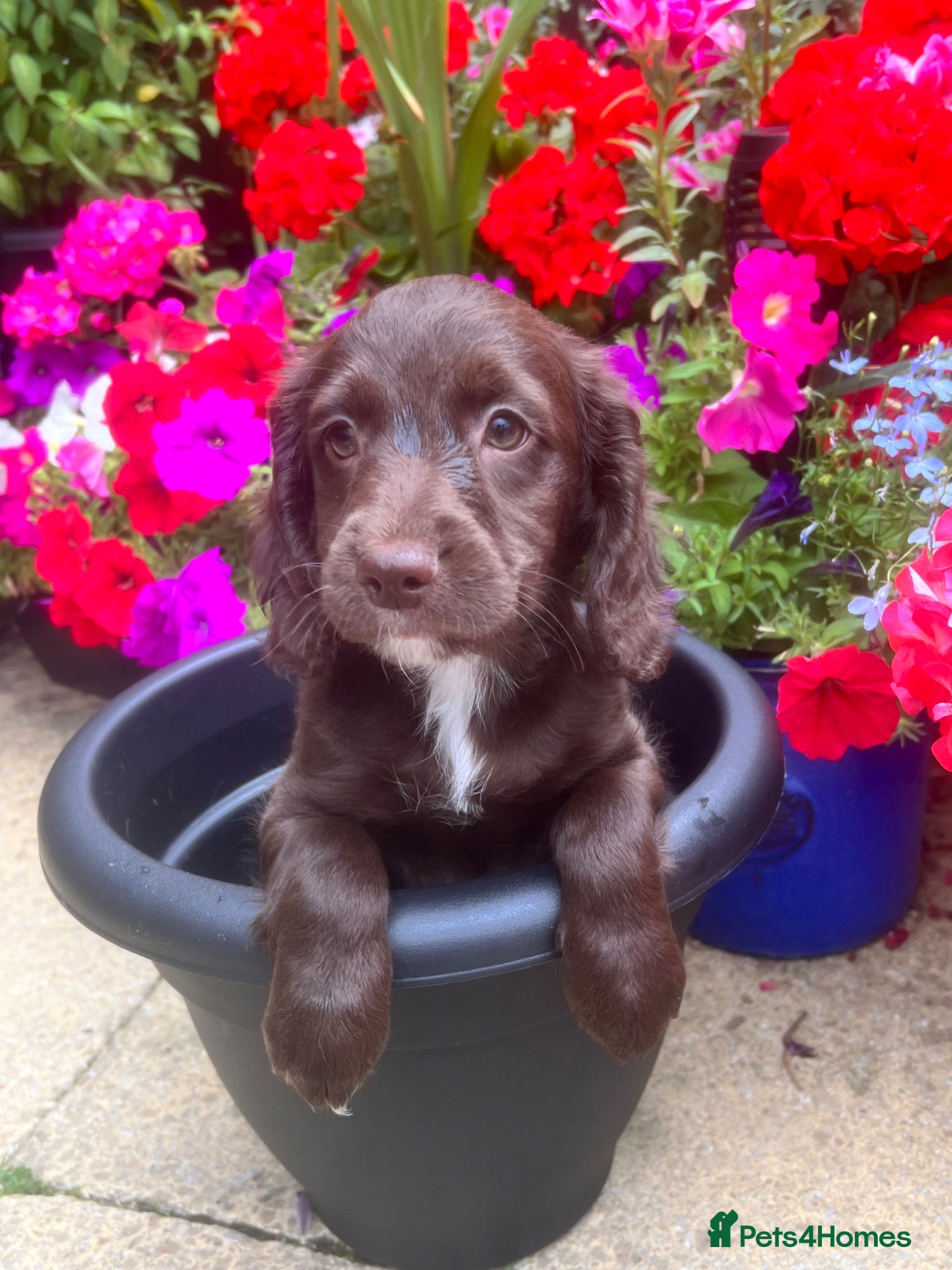 Cockapoo dogs Cockapoo pups! *READY TO GO*  - Advert 1