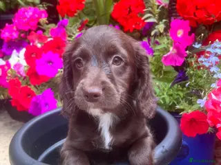 Cockapoo dogs Cockapoo pups! *READY TO GO* - Advert 1