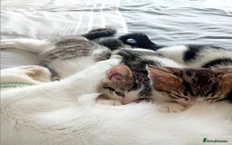 British Longhair cats for sale: Boy kitten for sale - Image 5