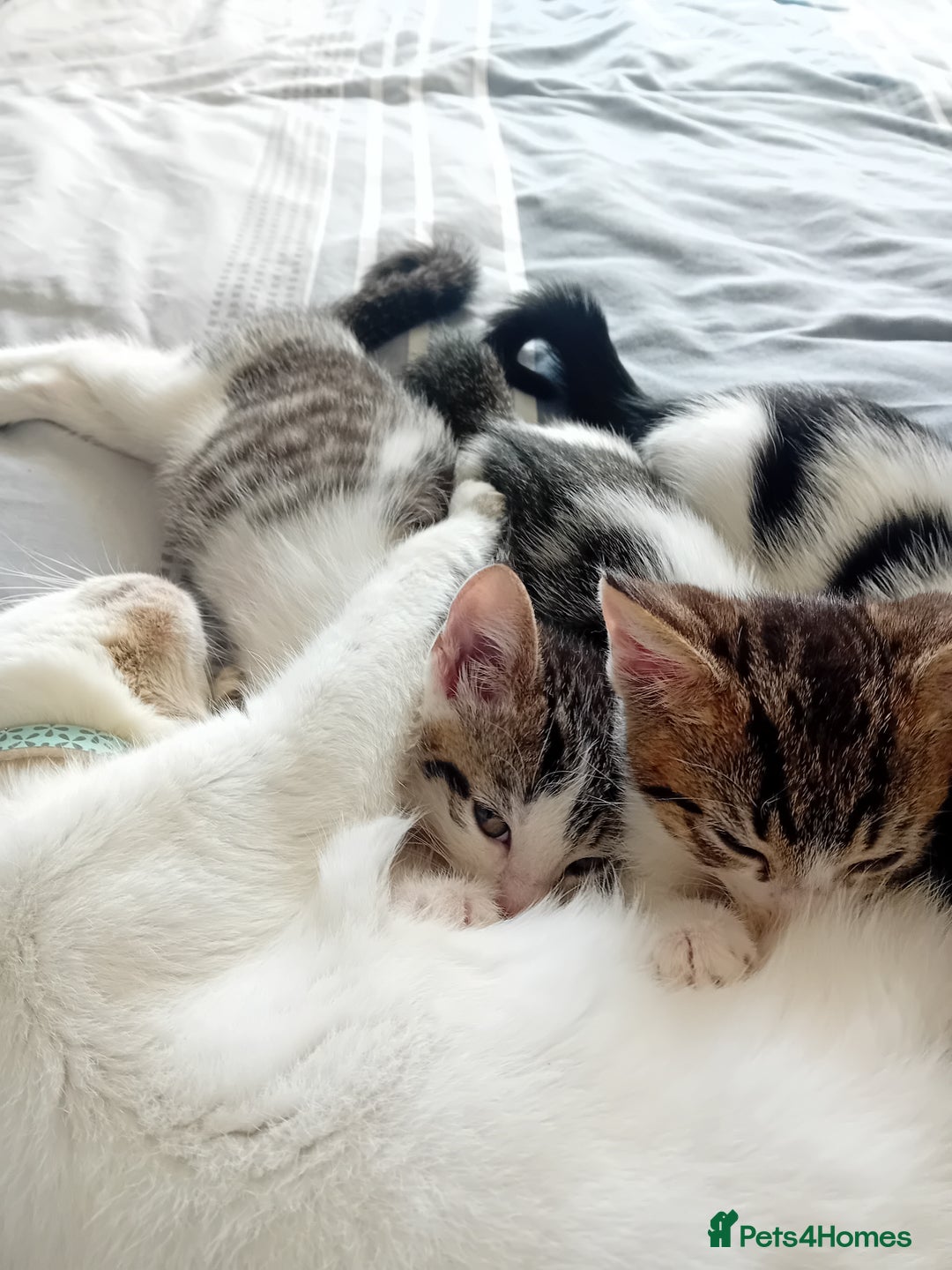 British Longhair cats for sale: Boy kitten for sale - Image 5