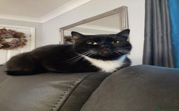 Domestic Shorthair cats for sale: Male Tux 5 yrs old - Image 2