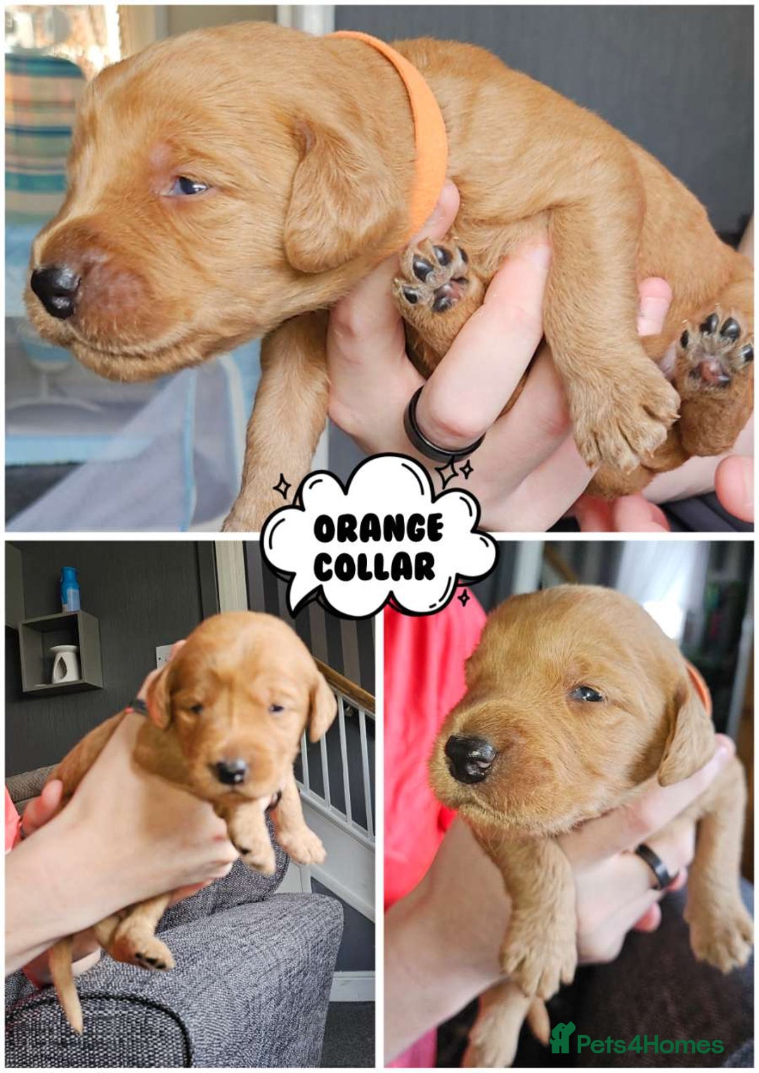 Labradoodle dogs for sale: Beautiful Labradoodle Puppies  - Image 16
