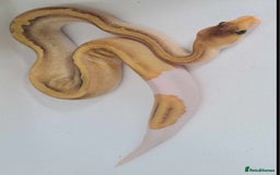 Python Snake reptiles for sale: Baby royal python  - Image 4