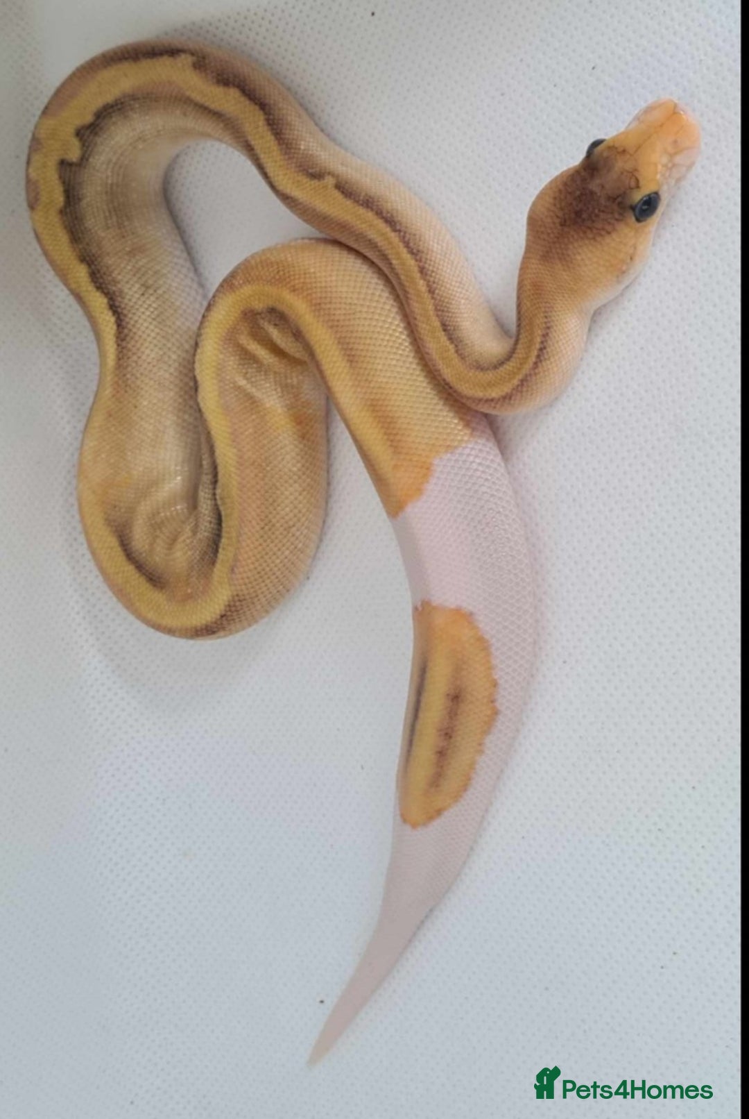 Python Snake reptiles for sale: Baby royal python  - Image 4