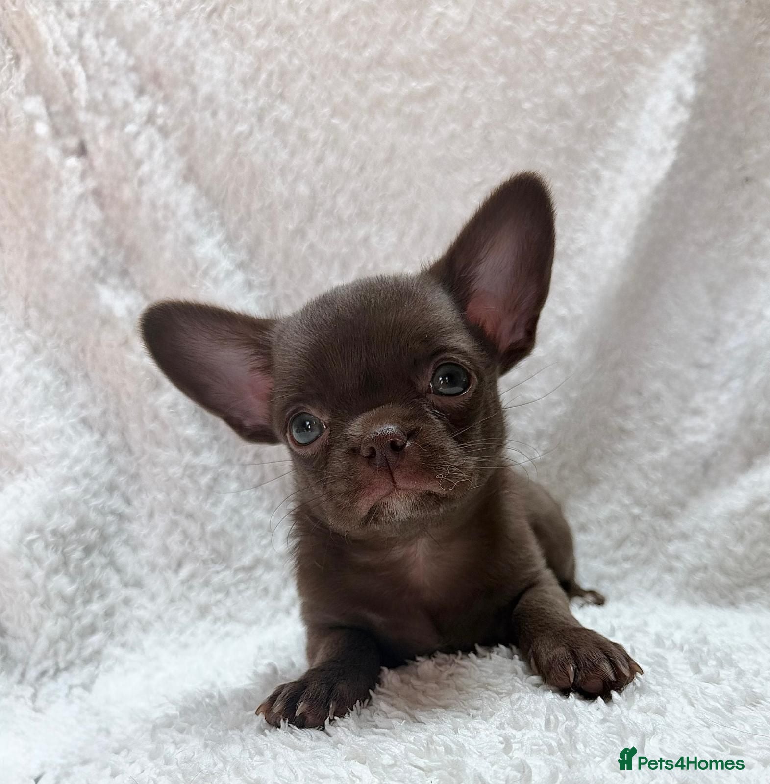 Chihuahua dogs KC puppies for sale  - Advert 16