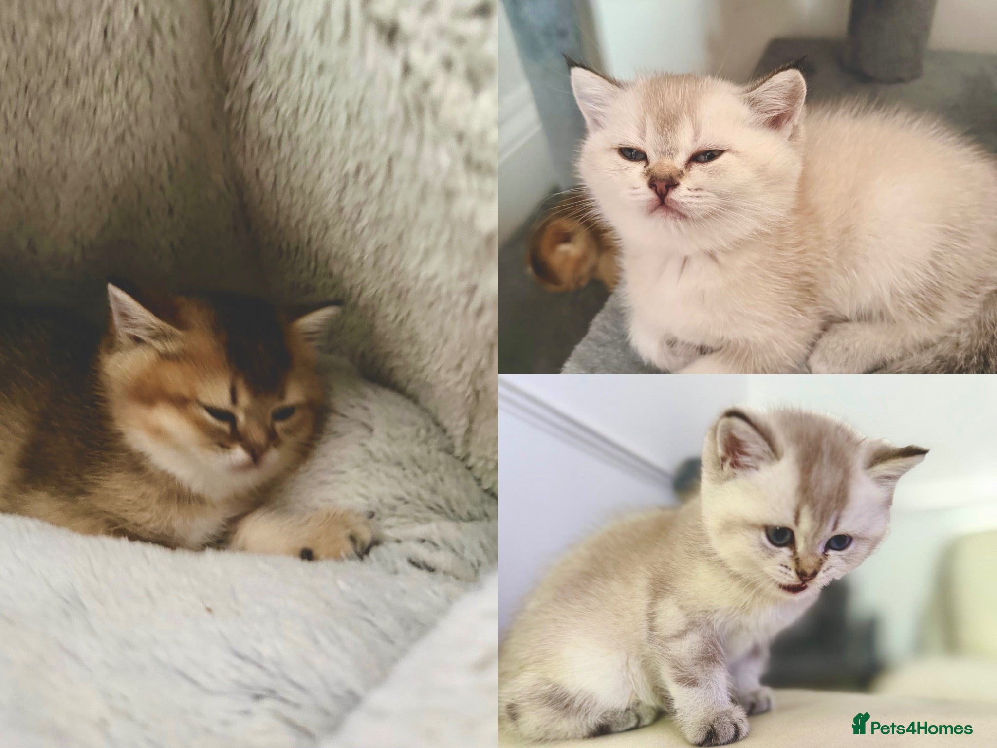 Scottish Fold cats Gorgeous Scottish Fold x British Shorthair Kittens - Advert 1