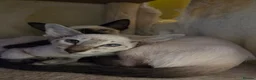 Siamese cats for sale: Siamese Seal Tabby Point kitten  - Advert 12