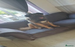 Caucasian Shepherd Dog dogs for sale: 5 year old male - Image 1