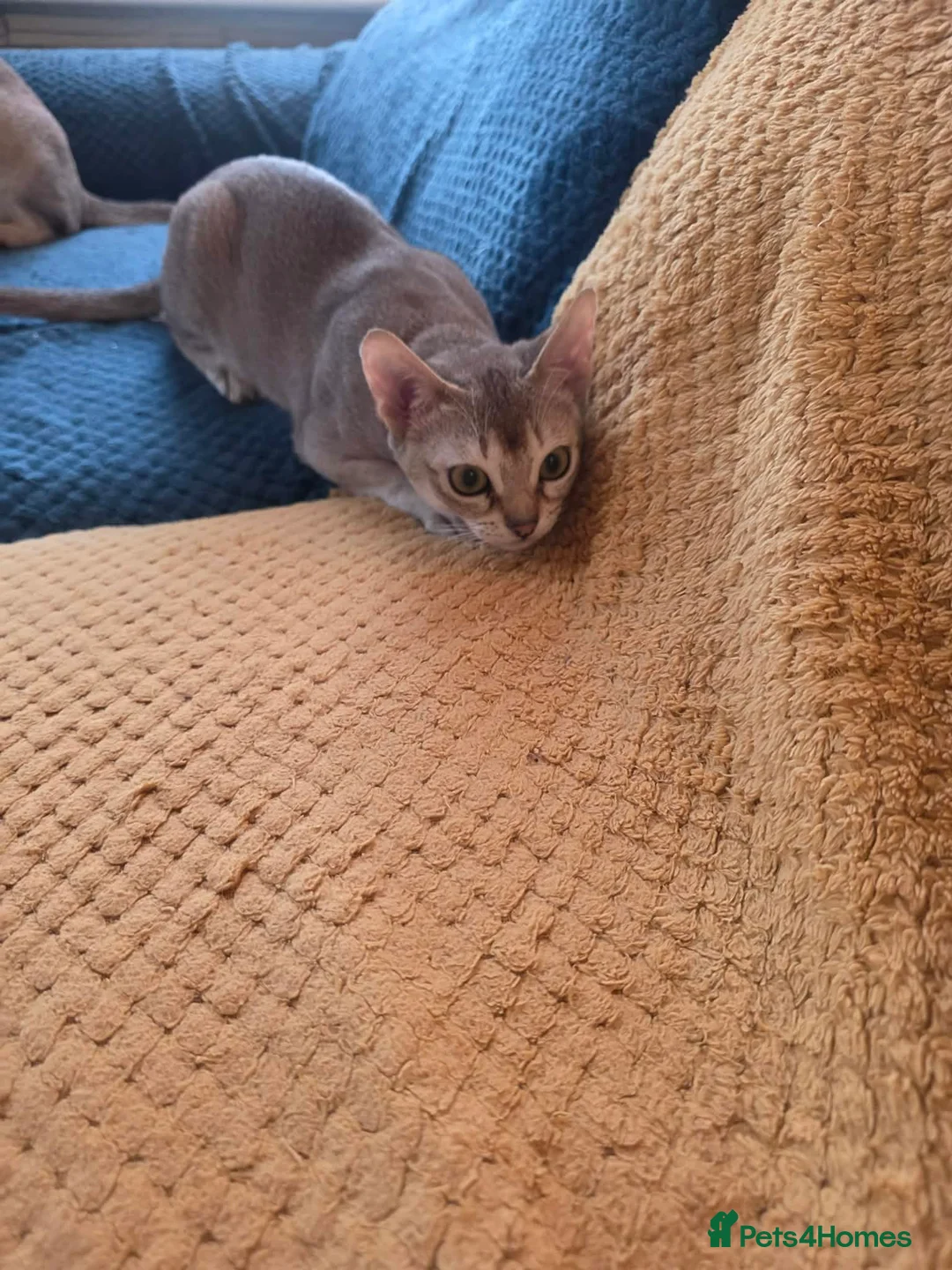 Singapura cats for sale: Stunning Singapura kittens  - Advert 28