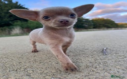 Chihuahua dogs for sale: Last Pup left! Ready for his new home!  - Image 2