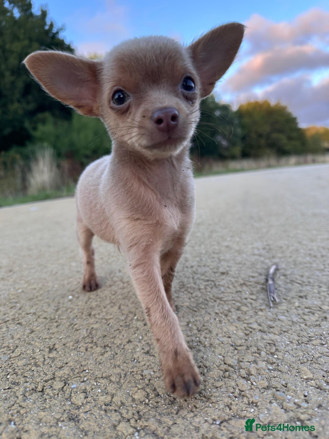 Chihuahua dogs for sale: Last Pup left! Ready for his new home!  - Image 2