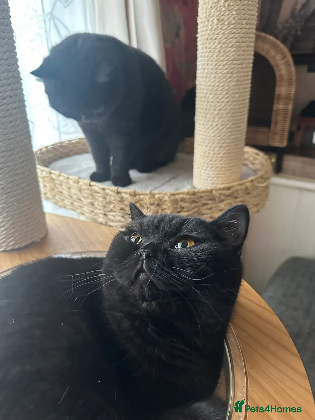 British Shorthair cats for sale: GCCF Registered British Short Hair Male  - Advert 6