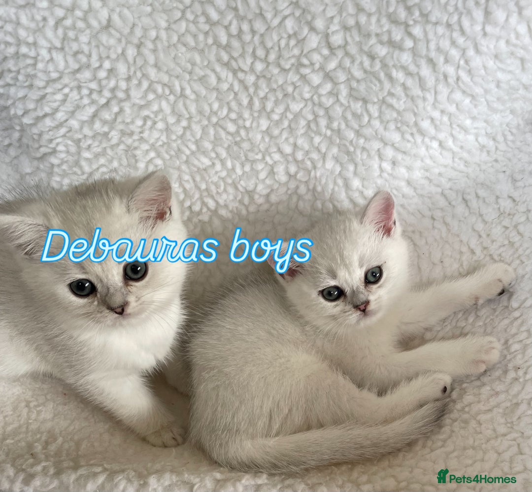 British Shorthair cats for sale: BSH BLACK TIPPED KITTENS GCCF REGISTERED  - Image 8