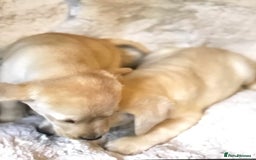 Labrador Retriever dogs for sale: Golden Labrador pups Ready Now - Image 2