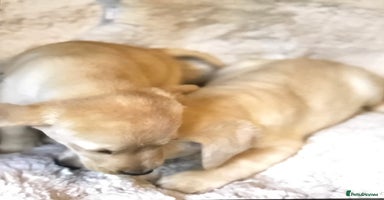 Labrador Retriever dogs - Advert 2