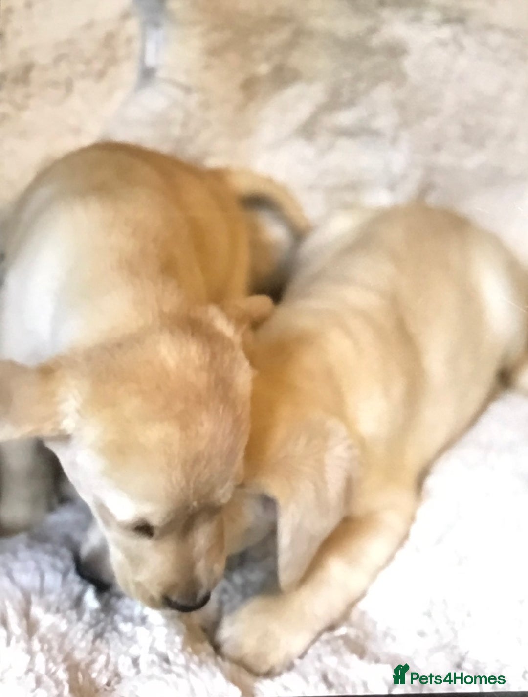 Labrador Retriever dogs for sale: Golden Labrador pups Ready Now - Image 2