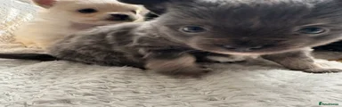 Chihuahua Puppy 2