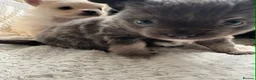 Chihuahua dogs for sale:  **  tiny long coat female chihuahua puppies  in Hull - Advert 5