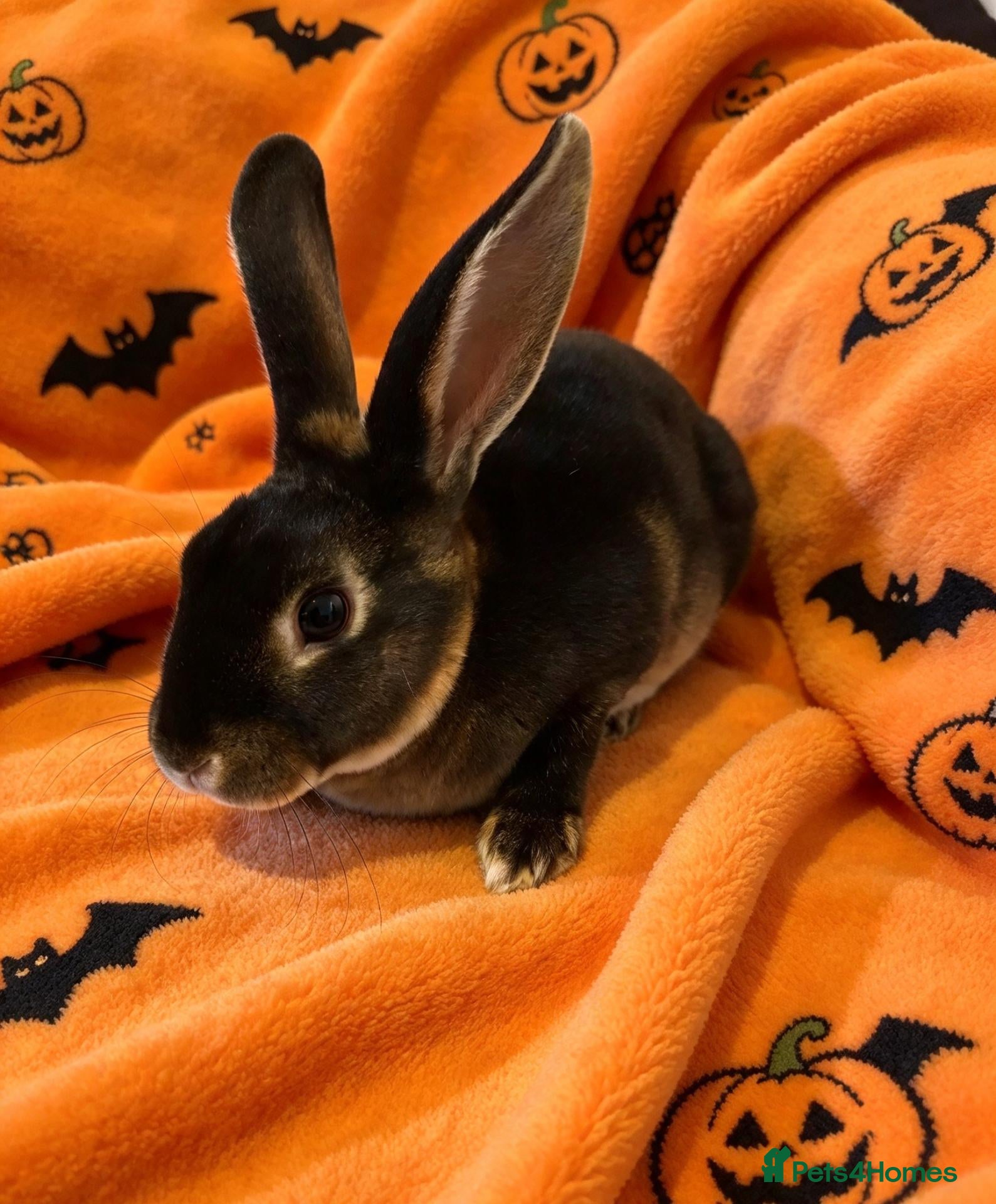 Rex rabbits Baby mini rex - Advert 5