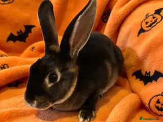 Rex rabbits Baby mini rex - Advert 5