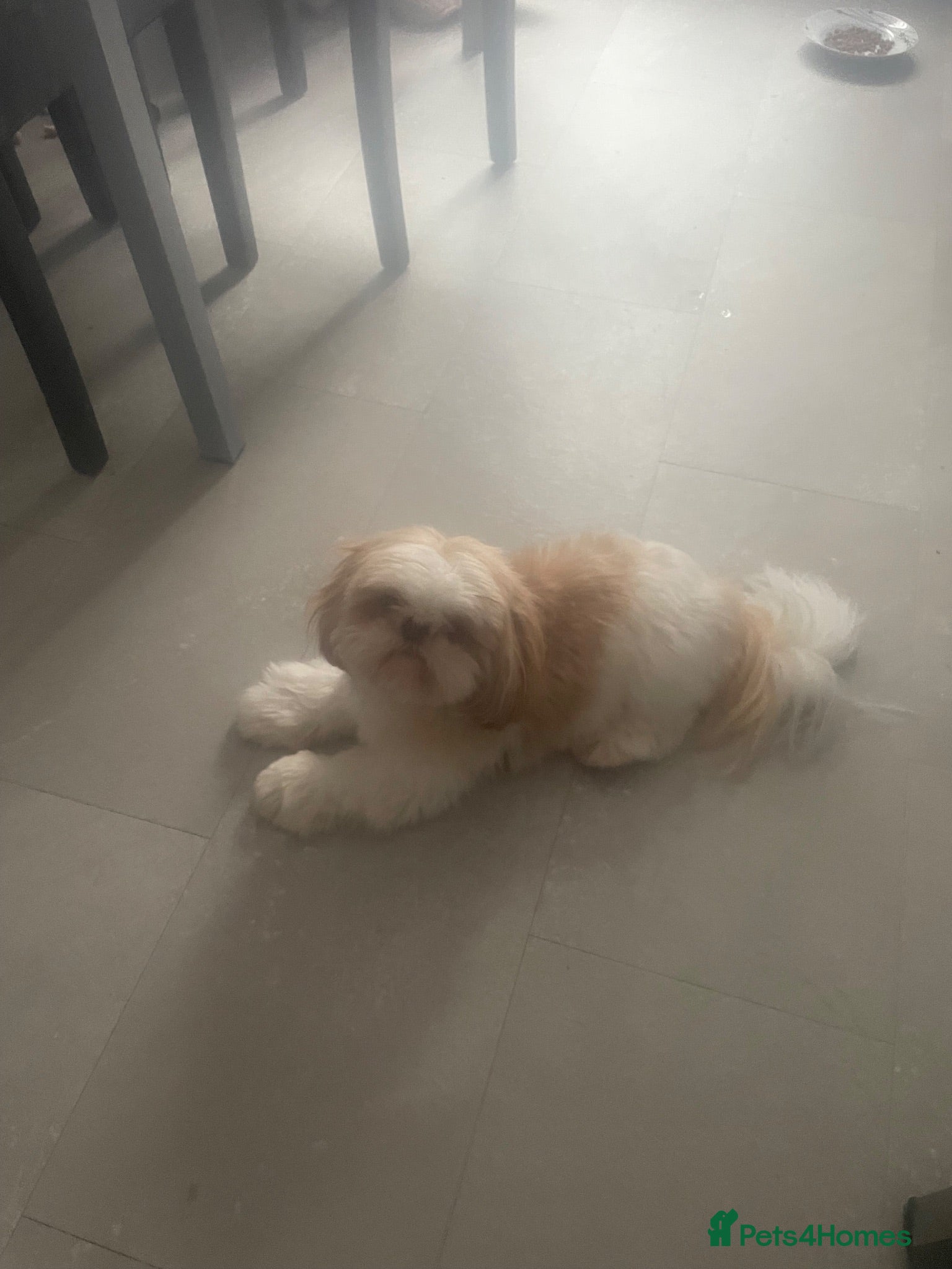 Shih Tzu dogs Male ship tzu - Advert 2
