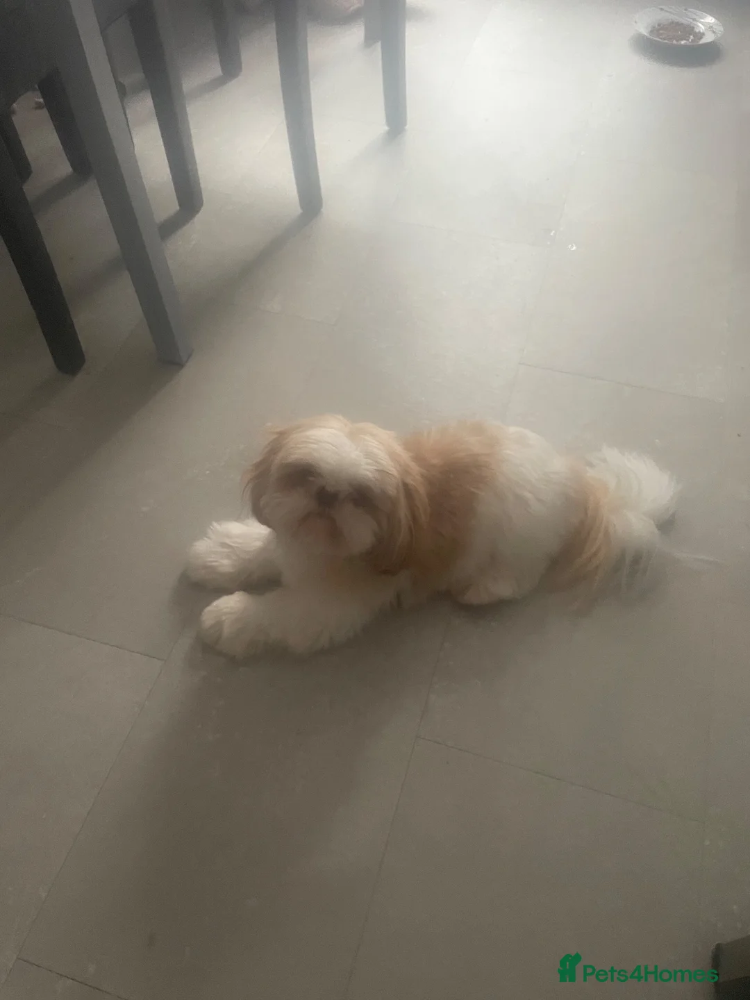 Shih Tzu dogs for sale: Male ship tzu in Birmingham - Advert 1