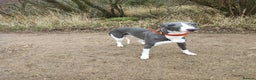 Whippet dogs for stud: KC registered  in Corby - Advert 2