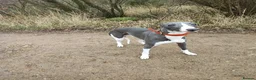 Whippet dogs for stud: KC registered  in Corby - Advert 2