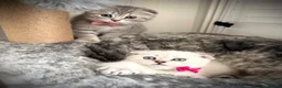Scottish Fold cats for sale: Adorable Pure Scottish folded kittens 😍🥰 in Northampton - Advert 4