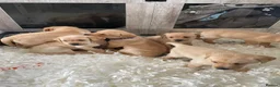 Labrador Retriever dogs for sale: Stunning Litter of Yellow Labradors - Advert 9