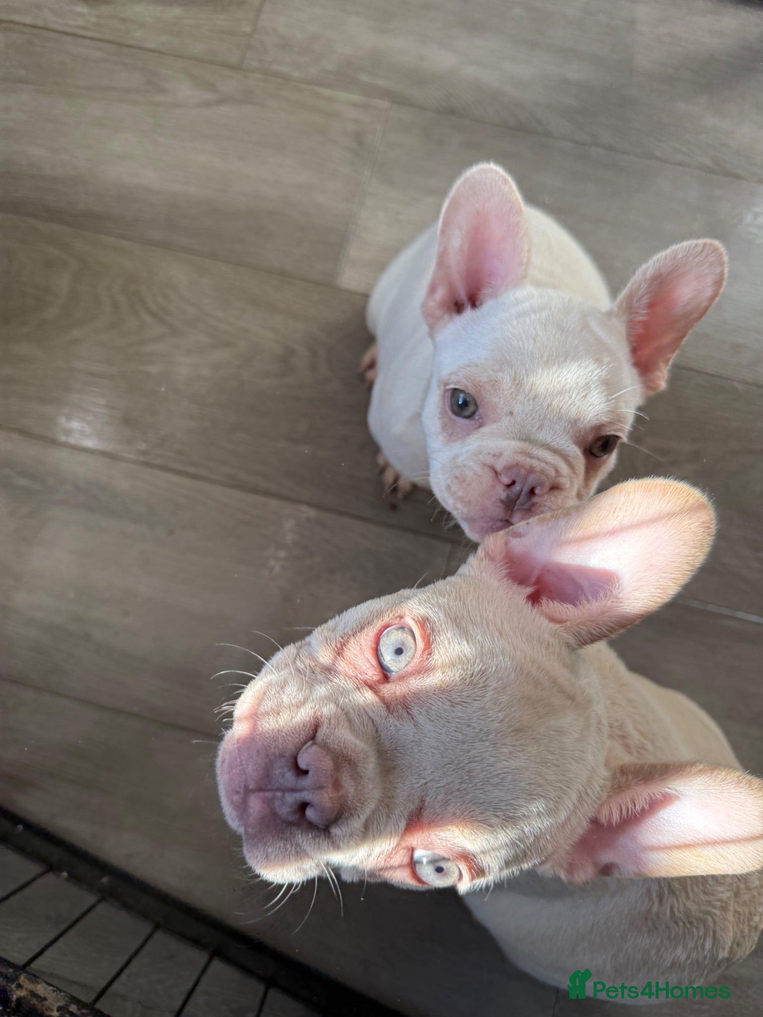 French Bulldog dogs Highly Health tested French Bulldog Puppies - Advert 12