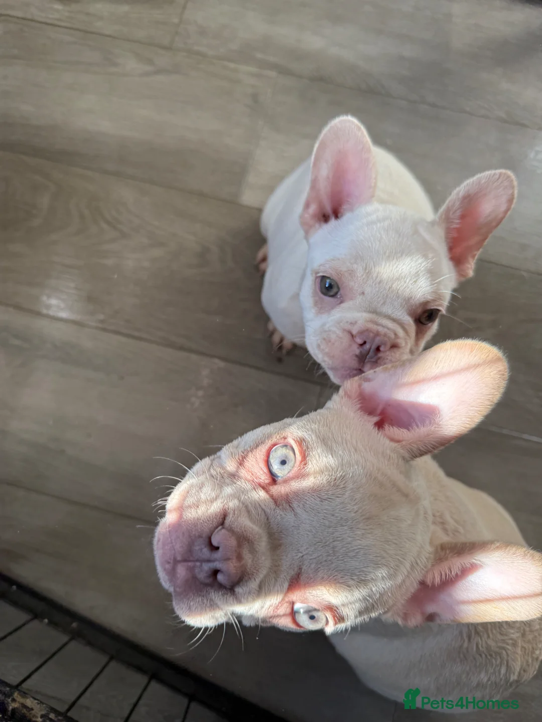 French Bulldog dogs for sale: Highly Health tested French Bulldog Puppies - Advert 1