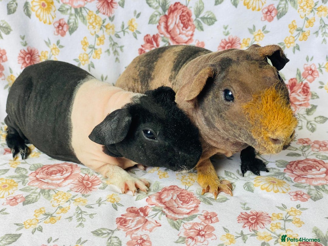 Guinea Pig rodents for sale: Pair of skinny boys - Image 1