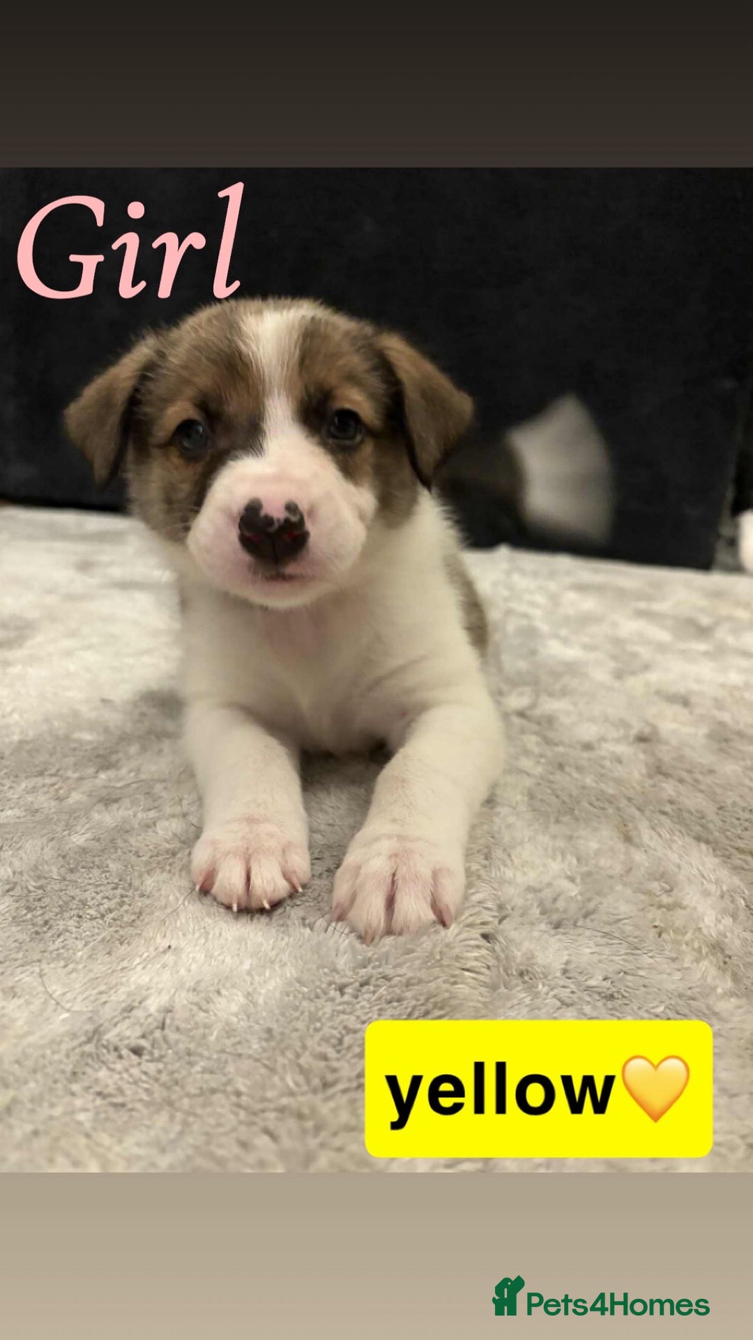 Border Collie dogs for sale: ✨cuddly puppies looking for their forever families - Advert 3