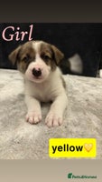 Border Collie dogs ✨cuddly puppies looking for their forever families - Advert 11