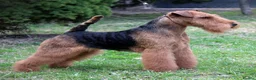 Welsh Terrier dogs for sale: Outstanding Litter of Champion Line Welsh Terriers - Advert 9