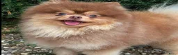 Pomeranian dogs for sale: Chocolate Parti Pomeranian  - Advert 9
