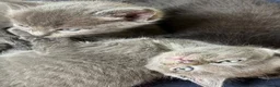 Ragdoll cats for sale: Beautiful kittens for sale.  - Advert 8