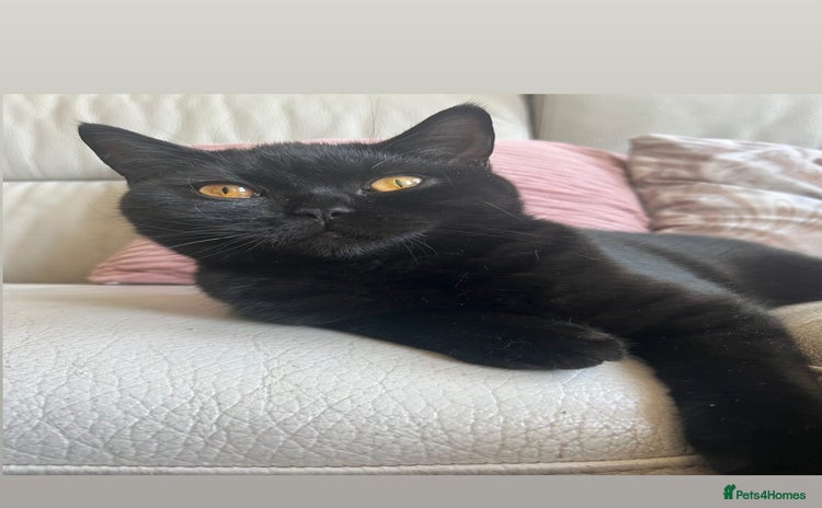 British Shorthair cats in London - Advert 5
