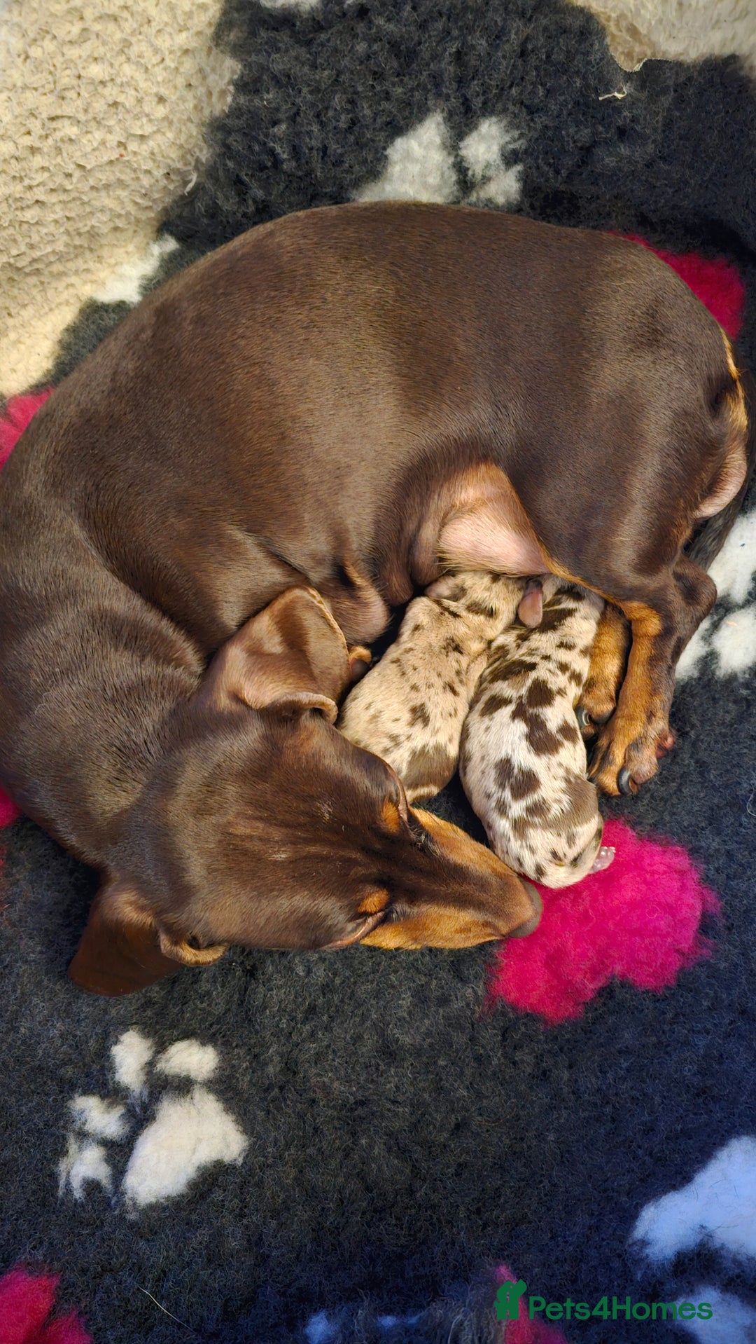 Miniature Dachshund dogs for sale: Two Beautiful Boys - Advert 21