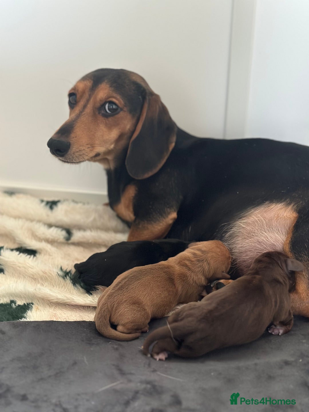 Miniature Dachshund dogs for sale: 5 beautiful miniature Daschund puppies  - Advert 8