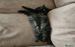 Persian cats for sale: Stunning Persian Boy - Image 1
