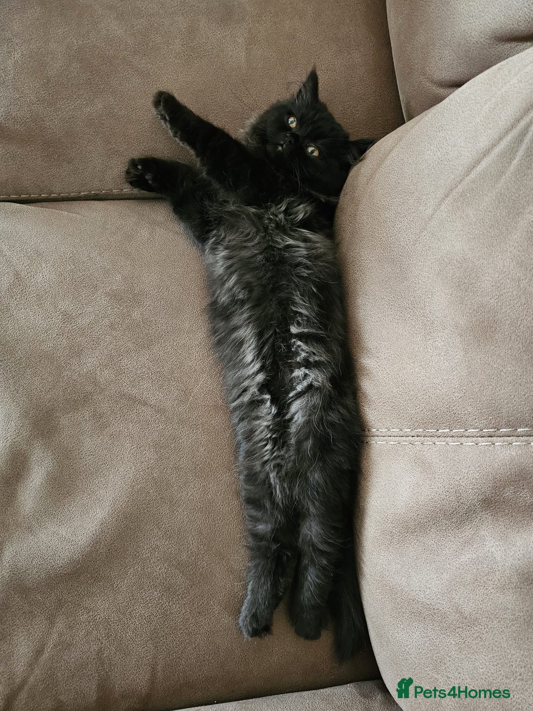 Persian cats for sale: Stunning Persian Boy - Image 1