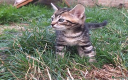 Mixed Breed cats for sale: Half Bengal kittens  - Image 5