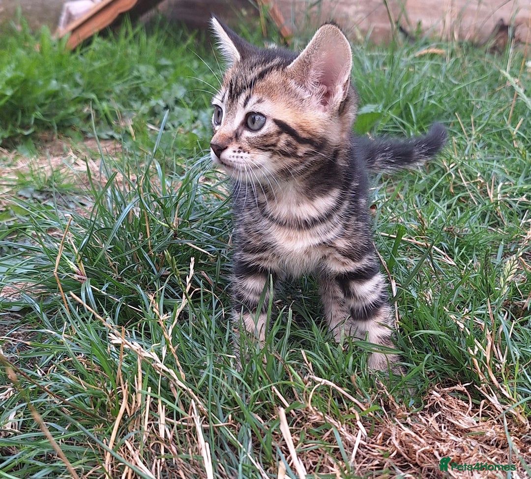 Mixed Breed cats for sale: Half Bengal kittens  - Image 5