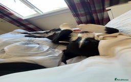 Border Collie dogs for sale: Koby the border collie  - Image 10